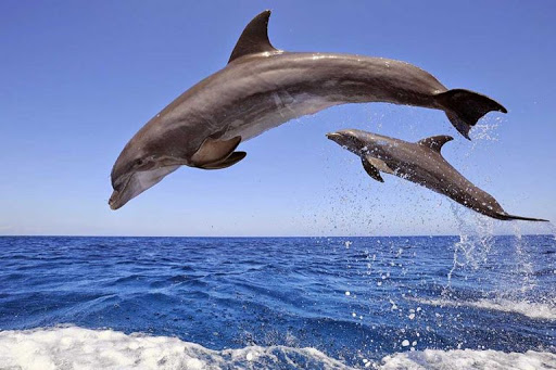 Delfinschwimmen Hurghada