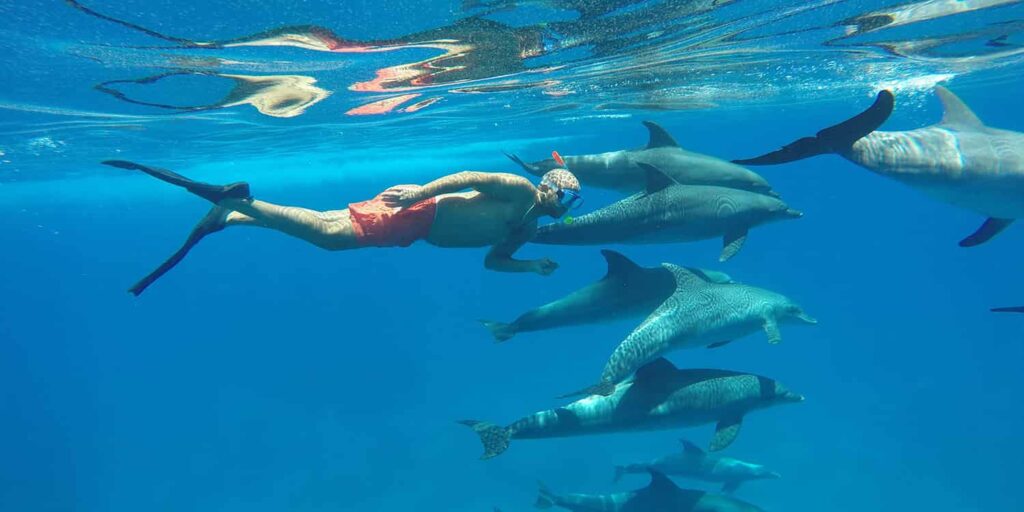 Delfin Ausflug Hurghada
