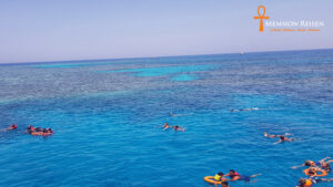 Schwimmen mit Delfinen im Roten Meer