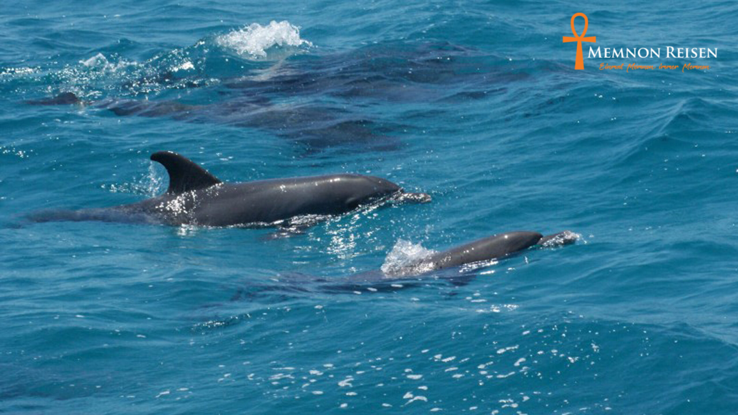 Delfinschwimmen Hurghada Ausflug