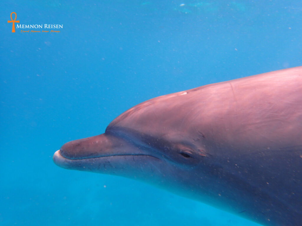 Mit Delfinen schwimmen-Privat