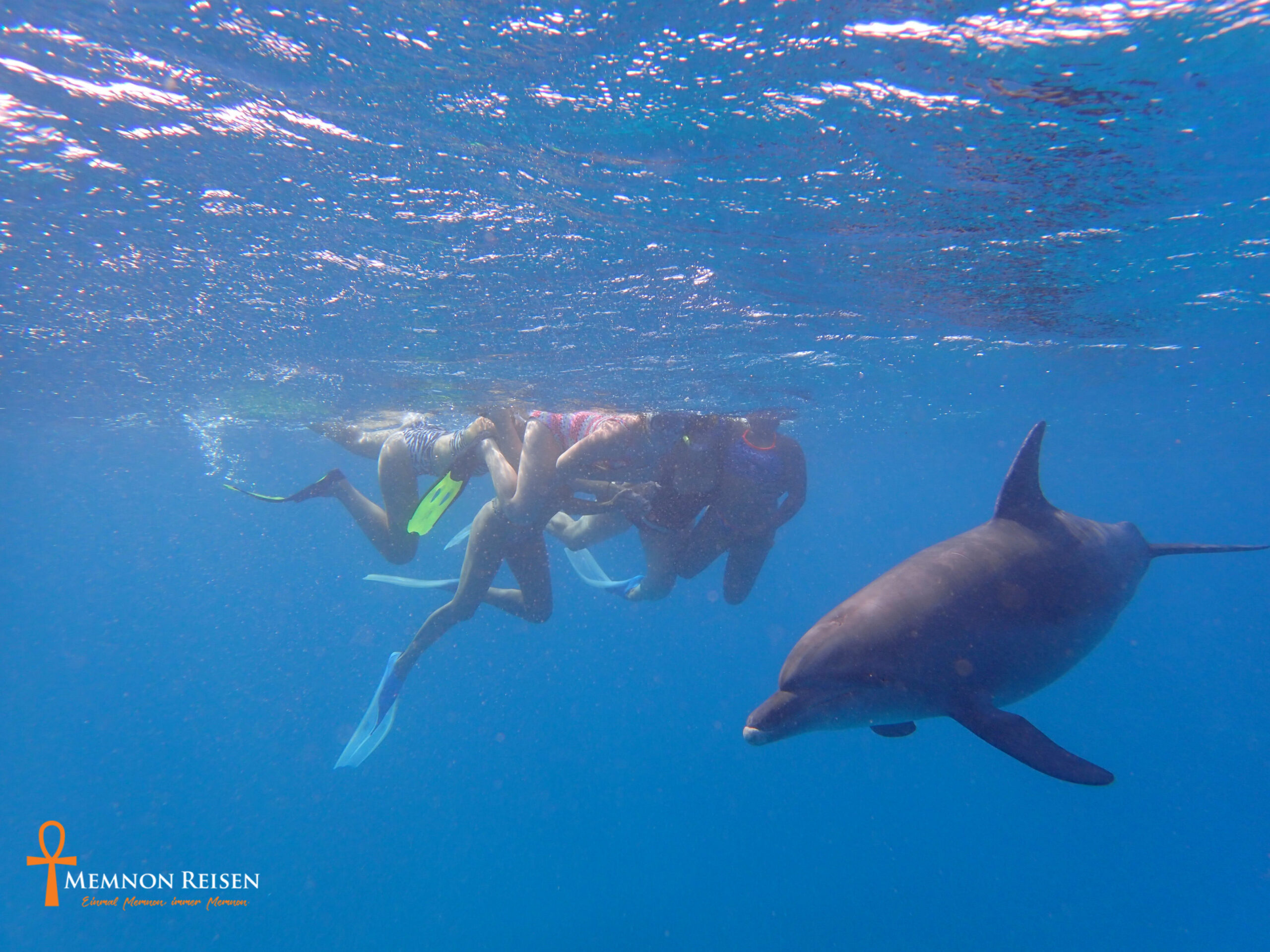 Mit Delfinen schwimmen-Privat