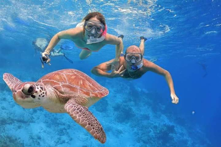 Schildkröten Ausflug Ägypten
