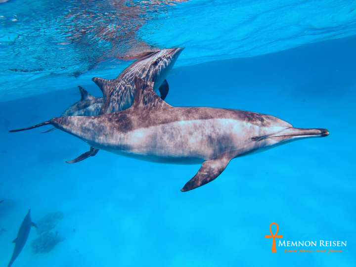 Delfinschwimmen in Marsa Alam