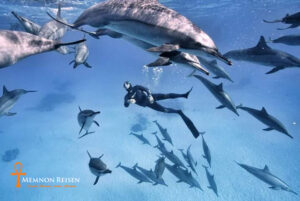 Delfinschwimmen in Marsa Alam