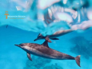 Delfinschwimmen in Marsa Alam