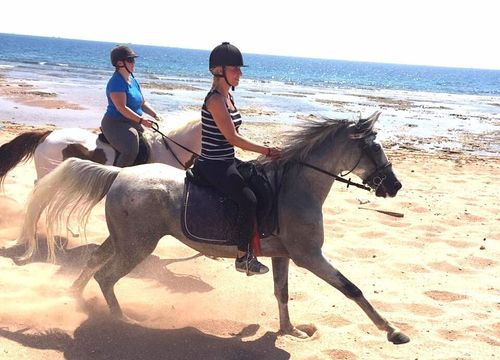 Pferde Reiten Hurghada