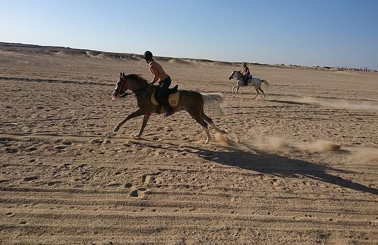 Pferde Reiten Hurghada