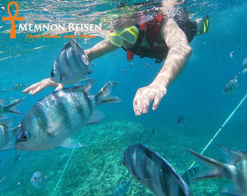 hurghada snorkeling trip