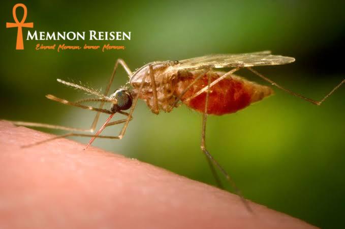 images 1 Malaria & Tropenkrankheiten Ägypten – Welche Impfungen braucht man 2027?