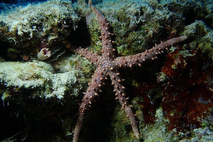 Wracktauchen Thistlegorm ab Hurghada | Legendäres Wrack im Roten Meer