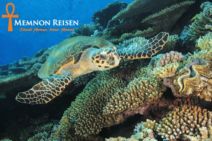 Wracktauchen Thistlegorm ab Hurghada | Legendäres Wrack im Roten Meer