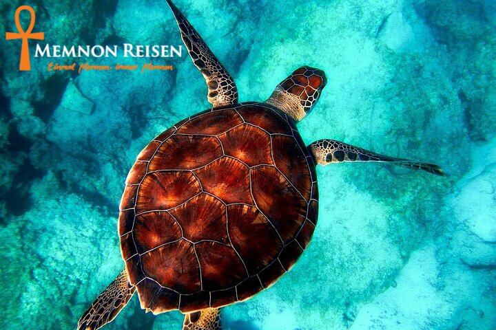 21 Ras Mohammed Nationalpark Tour ab Sharm El Sheikh | Schnorcheln & Natur