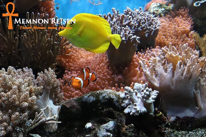 c5 Ras Mohammed Nationalpark Tour ab Sharm El Sheikh | Schnorcheln & Natur