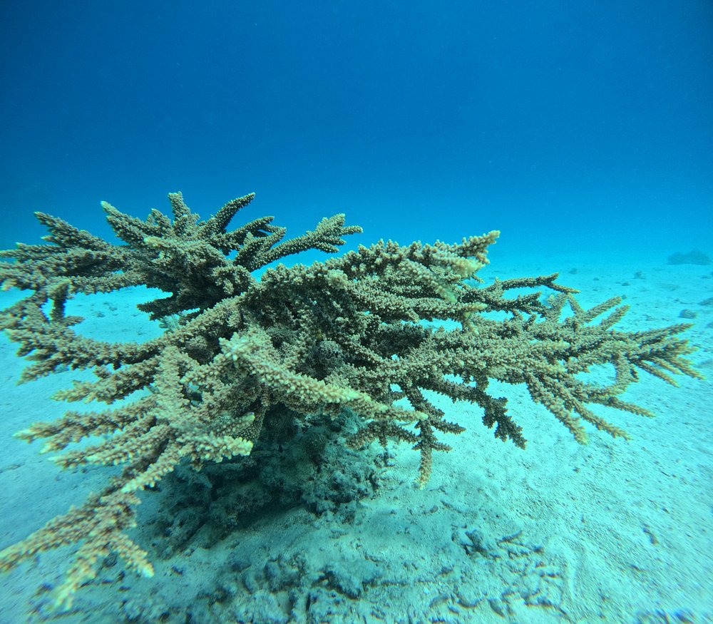 Wracktauchen Thistlegorm ab Hurghada | Legendäres Wrack im Roten Meer