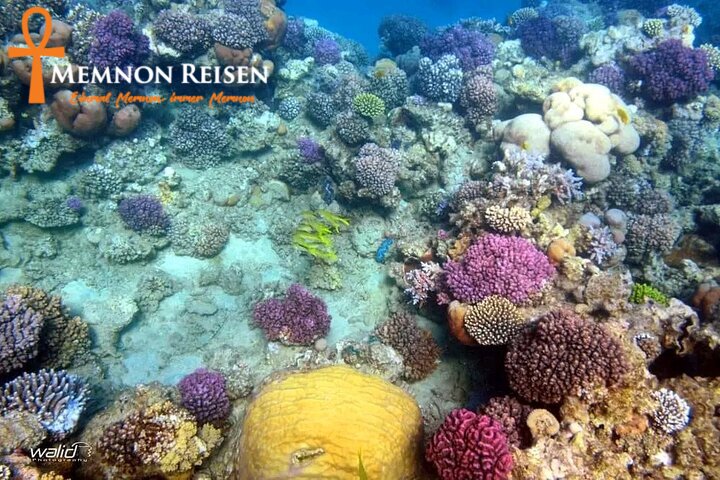 2e Abu Dabbab oder Marsa Mubarak: Schildkröten und Dugongs