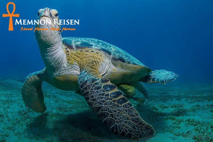72 (3) Abu Dabbab oder Marsa Mubarak: Schildkröten und Dugongs