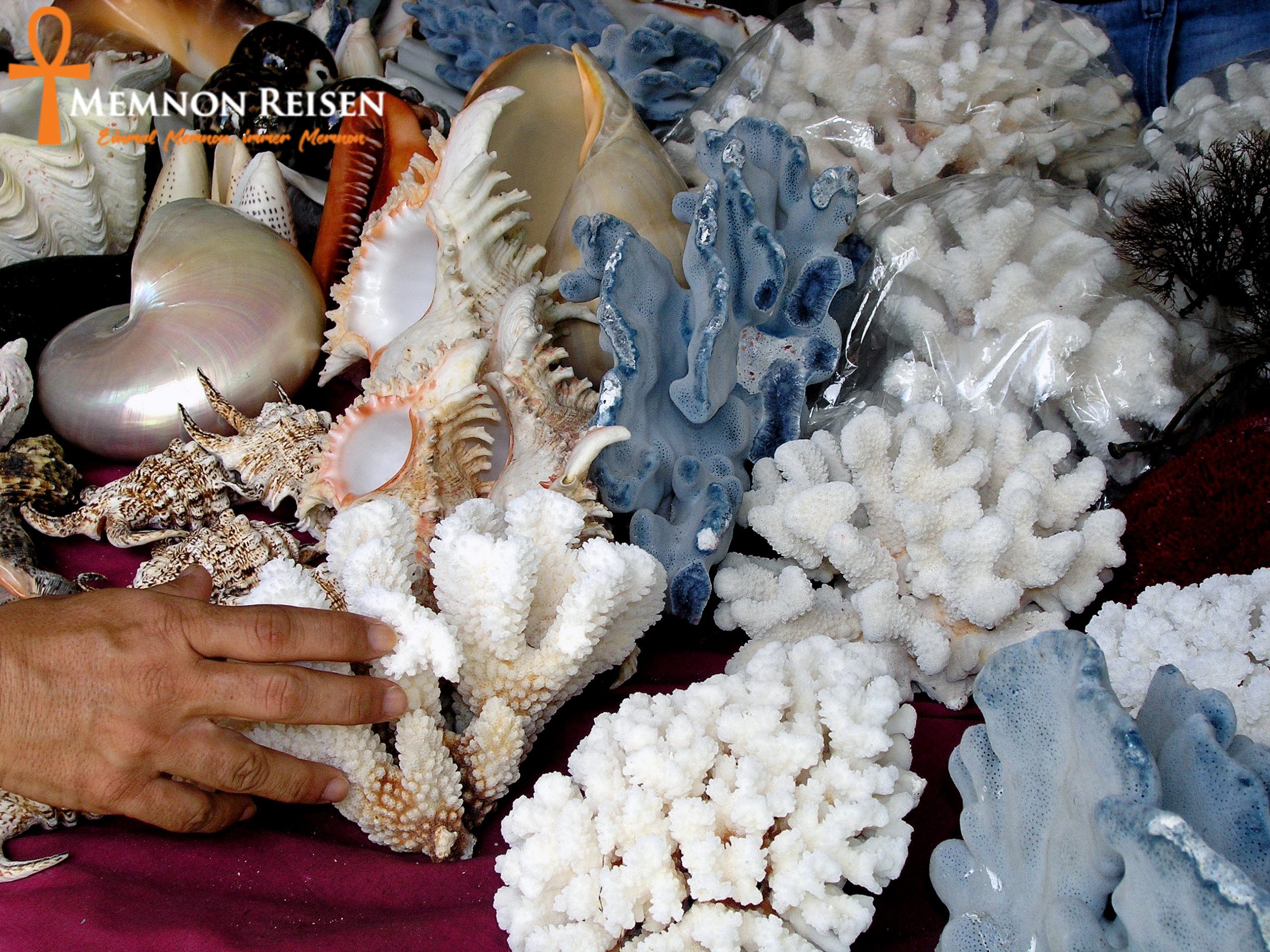 Muscheln aus Ägypten mitnehmen : Was ist beim Zoll erlaubt? Muscheln aus Ägypten mitnehmen : Was ist beim Zoll erlaubt?