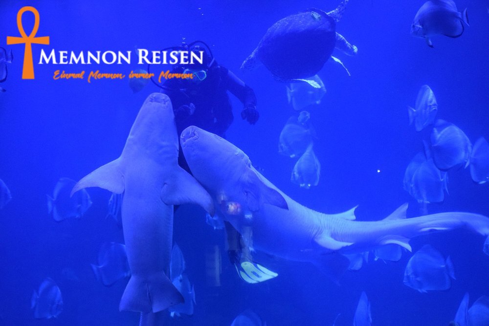 capaetetes Grand Aquarium Hurghada: Preise, Tickets und Transfer 2027