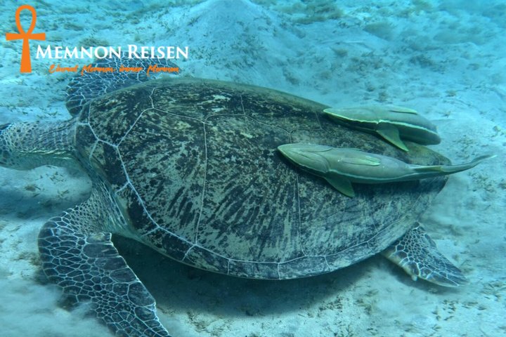 caption - 2026-09-08T192557.687 Abu Dabbab oder Marsa Mubarak: Schildkröten und Dugongs