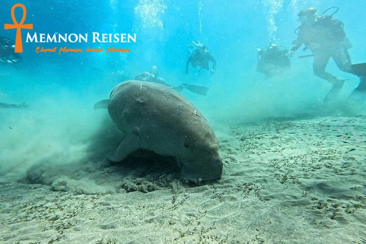 Abu Dabbab oder Marsa Mubarak: Schildkröten und Dugongs
