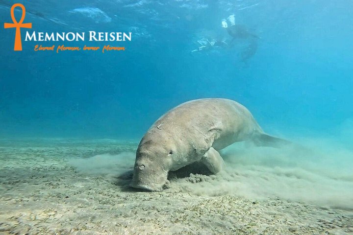 caption - 2026-09-08T192907.605 Abu Dabbab oder Marsa Mubarak: Schildkröten und Dugongs