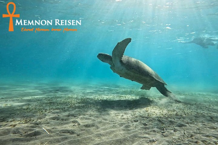 caption - 2026-09-08T192917.800 Abu Dabbab oder Marsa Mubarak: Schildkröten und Dugongs