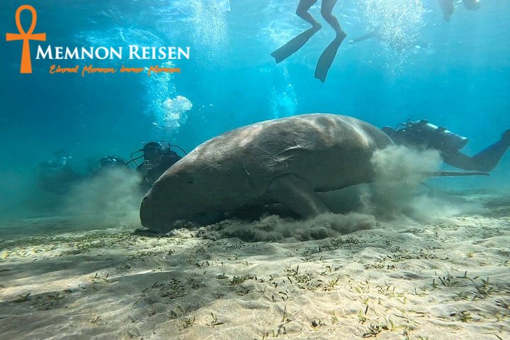 caption - 2026-09-08T192925.167 Abu Dabbab oder Marsa Mubarak: Schildkröten und Dugongs
