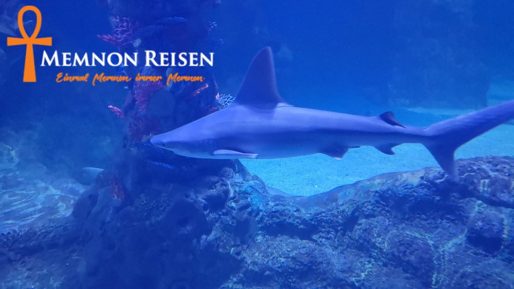caption - 2026-09-09T143436.605 Grand Aquarium Hurghada: Preise, Tickets und Transfer 2027