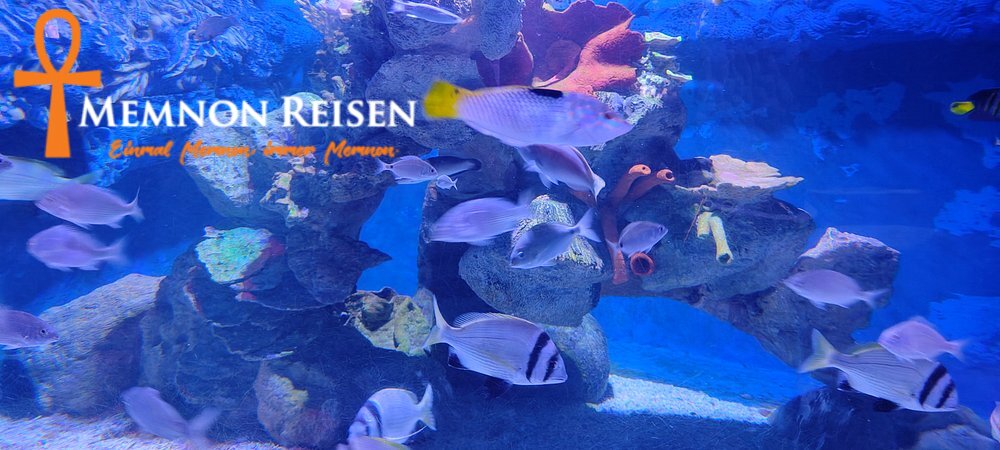 caption - 2026-09-09T143548.860 Grand Aquarium Hurghada: Preise, Tickets und Transfer 2027
