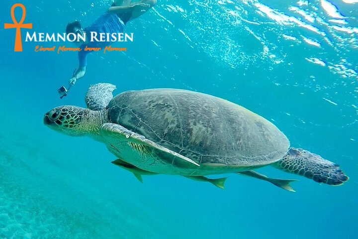 cb (1) Abu Dabbab oder Marsa Mubarak: Schildkröten und Dugongs