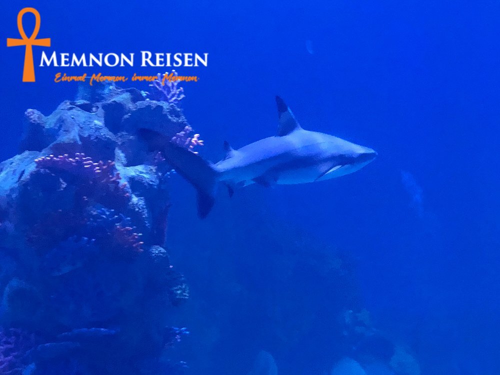 hurghada-grand-aquarium (3) Grand Aquarium Hurghada: Preise, Tickets und Transfer 2027
