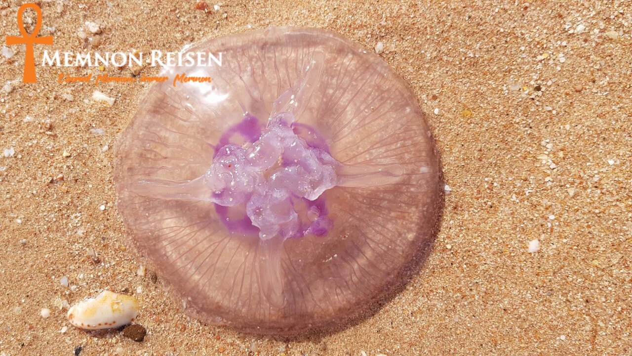 Quallen in Hurghada: Saison, Gefahren und richtiges Verhalten