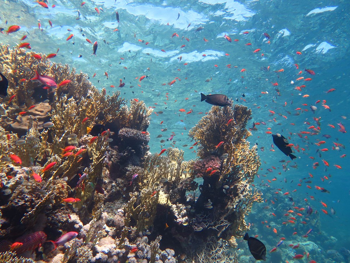 snorkelling-trip-to-marsa Hurghada oder Sharm el-Sheikh : Der große Vergleich 2027